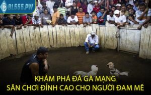 Khám phá đá gà mạng sân chơi đỉnh cao cho người đam mê