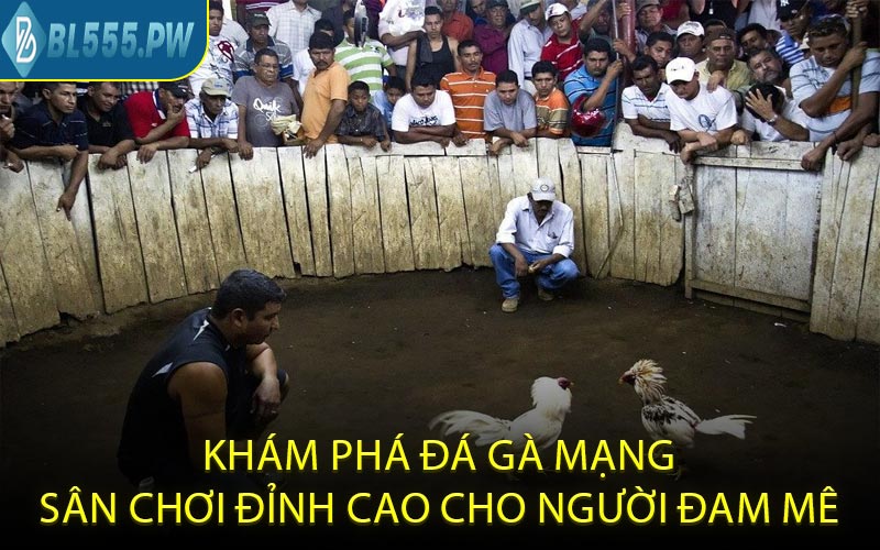 Khám phá đá gà mạng sân chơi đỉnh cao cho người đam mê