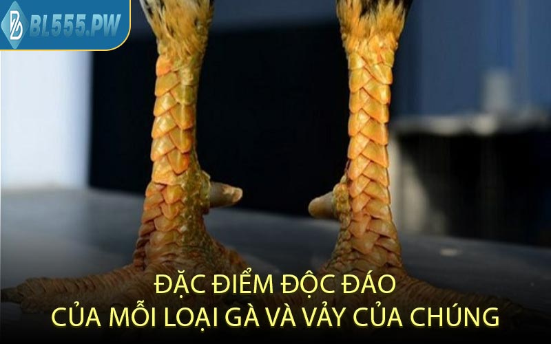 Đặc Điểm Độc Đáo Của Mỗi Loại Gà Và Vảy Của Chúng