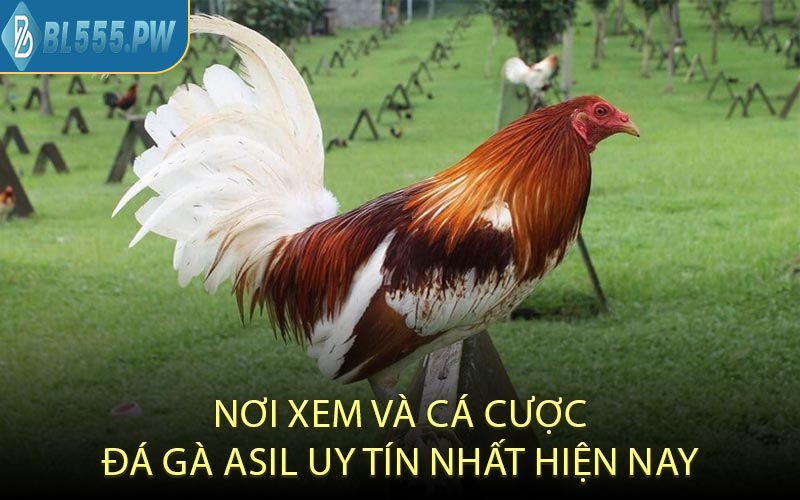 Nơi Xem và Cá Cược Đá Gà Asil Uy Tín Nhất Hiện Nay