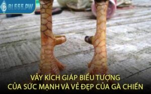 Vảy Kích Giáp Biểu Tượng Của Sức Mạnh Và Vẻ Đẹp Của Gà Chiến