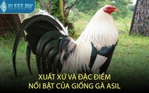 Xuất Xứ Và Đặc Điểm Nổi Bật Của Giống Gà Asil