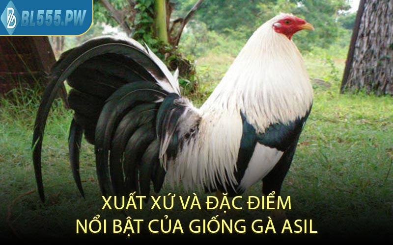 Xuất Xứ Và Đặc Điểm Nổi Bật Của Giống Gà Asil